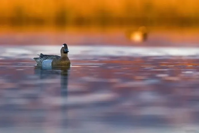Framed Print : Garganey, Anas querquedula