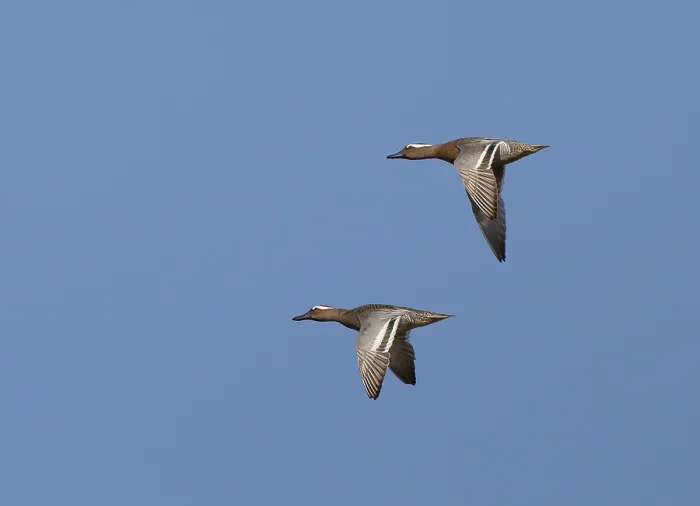 Framed Print : Garganey, Anas querquedula