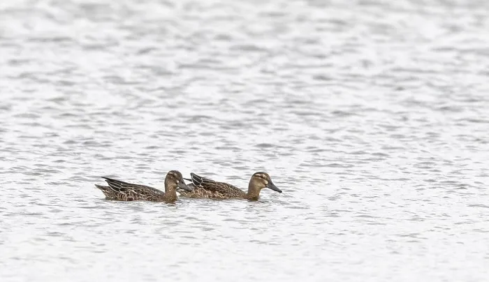 Framed Print : Garganey, Anas querquedula