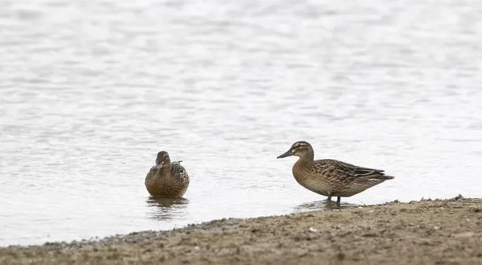 Framed Print : Garganey, Anas querquedula