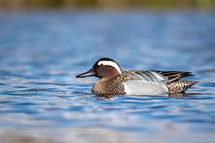 Framed Print : Garganey; Anas querquedula