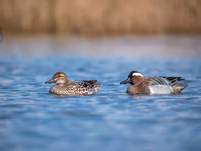 Framed Print : Garganey; Anas querquedula