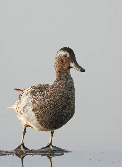 Framed Print : Garganey, Anas querquedula