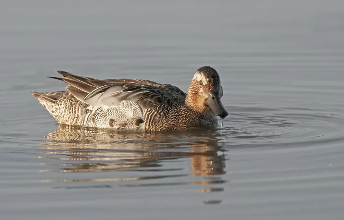 Framed Print : Garganey, Anas querquedula