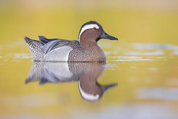 Framed Print : Garganey, Anas querquedula