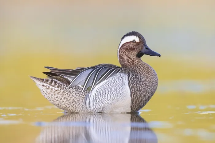 Framed Print : Garganey, Anas querquedula