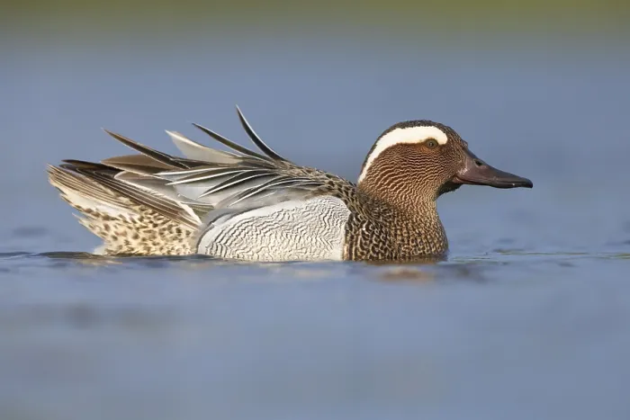 Framed Print : Garganey, Anas querquedula Framed Print : Garganey, Anas querquedula