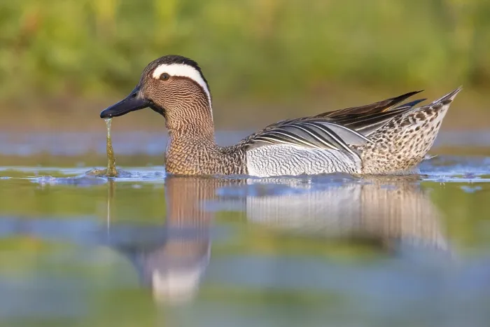 Framed Print : Garganey, Anas querquedula