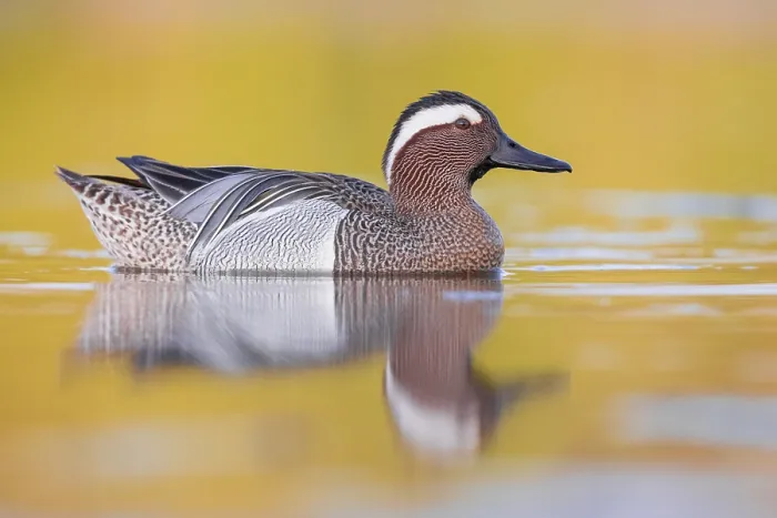 Framed Print : Garganey, Anas querquedula
