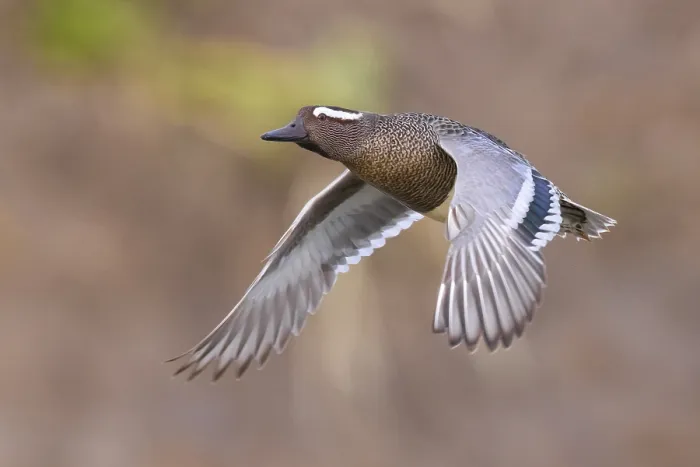 Framed Print : Garganey, Anas querquedula