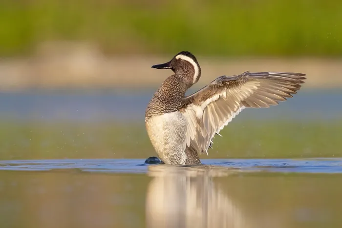 Framed Print : Garganey, Anas querquedula