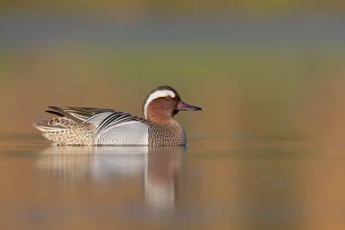 Framed Print : Garganey, Anas querquedula Framed Print : Garganey, Anas querquedula