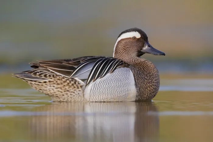 Framed Print : Garganey, Anas querquedula