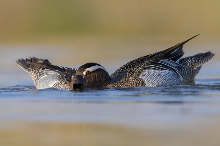 Framed Print : Garganey, Anas querquedula