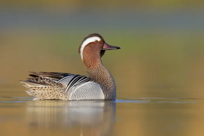 Framed Print : Garganey, Anas querquedula Framed Print : Garganey, Anas querquedula