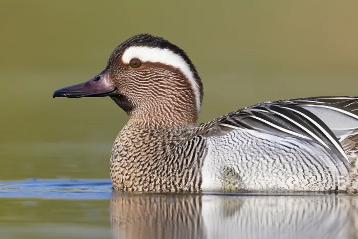 Framed Print : Garganey, Anas querquedula