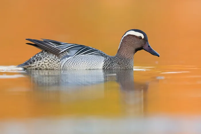 Framed Print : Garganey, Anas querquedula