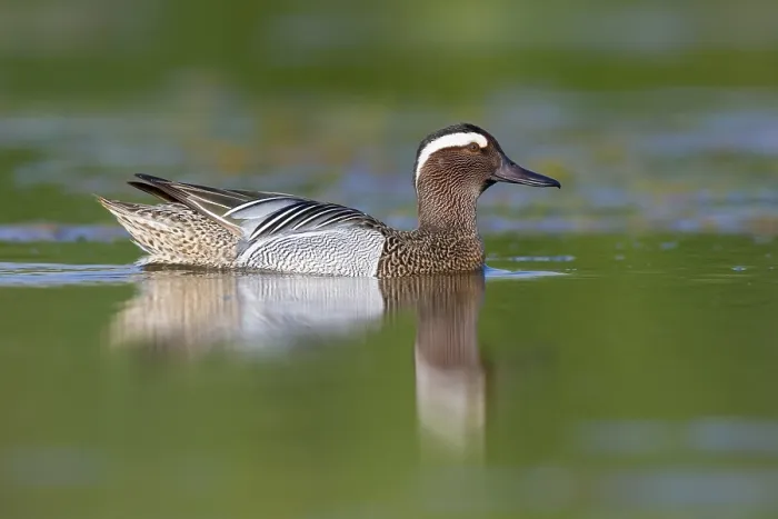Framed Print : Garganey, Anas querquedula