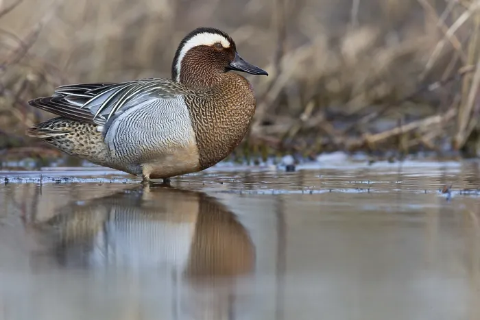 Framed Print : Garganey; Anas querquedula