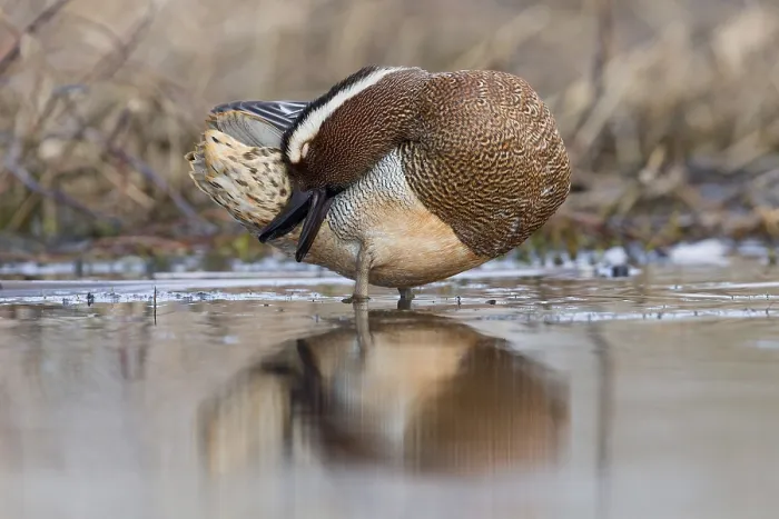 Framed Print : Garganey; Anas querquedula