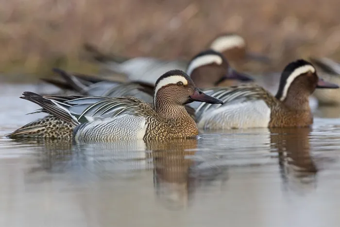 Framed Print : Garganey; Anas querquedula