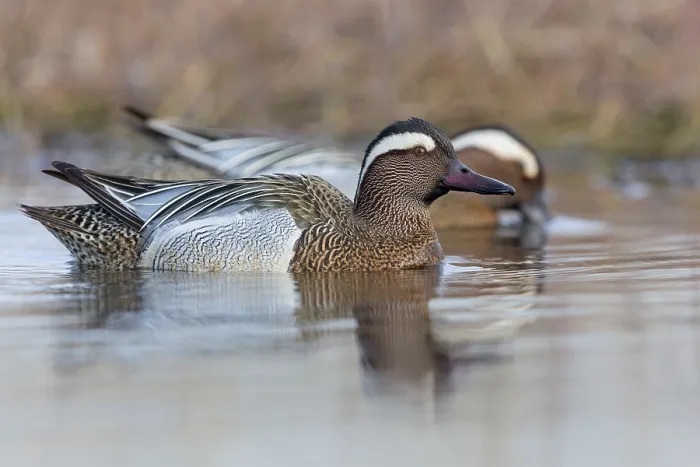 Framed Print : Garganey; Anas querquedula