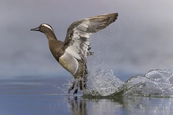 Framed Print : Garganey, Spatula querquedula