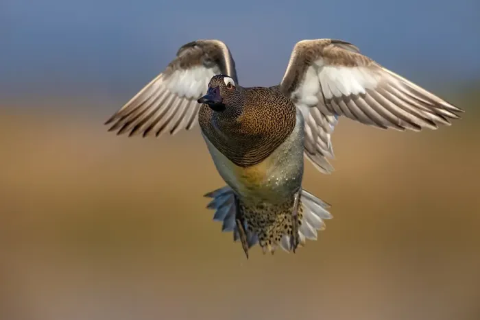 Framed Print : Garganey, Spatula querquedula