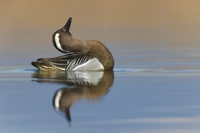Framed Print : Garganey, Spatula querquedula Framed Print : Garganey, Spatula querquedula