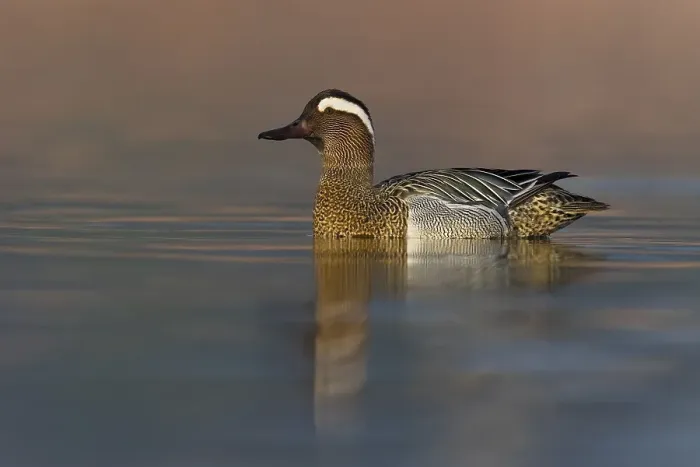Framed Print : Garganey, Spatula querquedula
