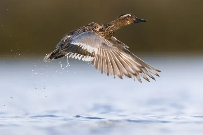 Framed Print : Garganey, Spatula querquedula