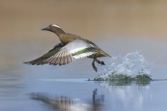 Framed Print : Garganey, Spatula querquedula