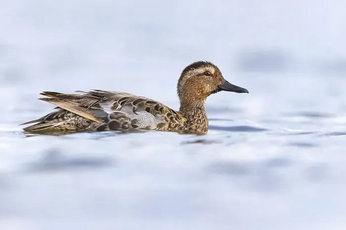 Framed Print : Garganey, Spatula querquedula