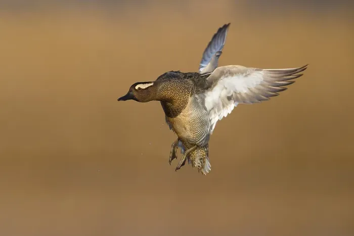Framed Print : Garganey, Spatula querquedula