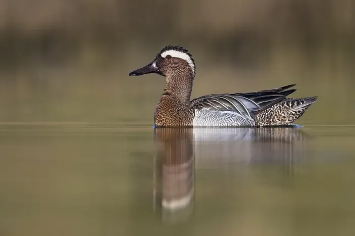 Framed Print : Garganey, Spatula querquedula