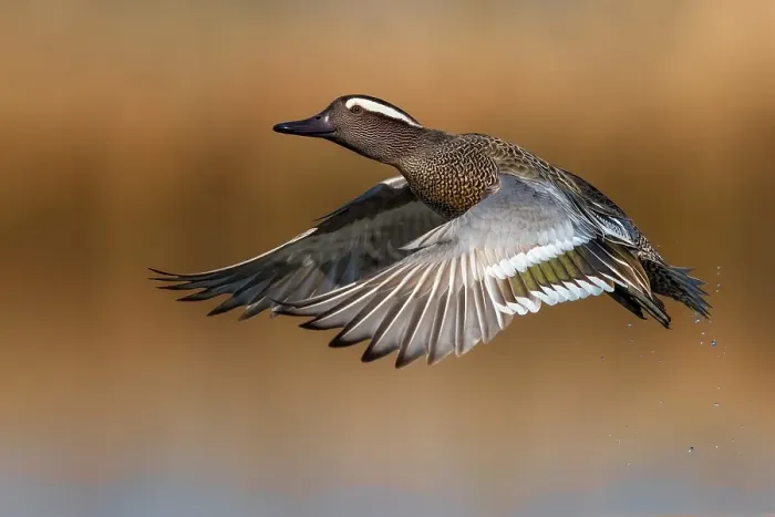 Framed Print : Garganey, Spatula querquedula