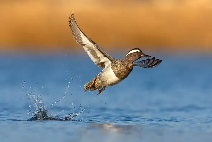 Framed Print : Garganey, Spatula querquedula