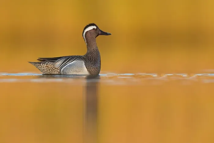 Framed Print : Garganey, Spatula querquedula