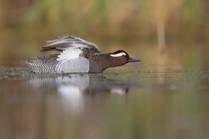 Framed Print : Garganey stretching