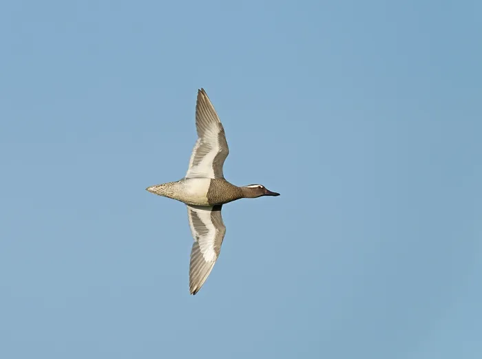 Framed Print : Garganey;Spatula querquedula