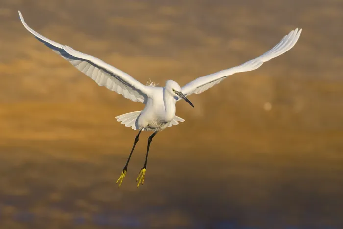 Framed Print : Garzetta (Egretta garzetta), adult in flight