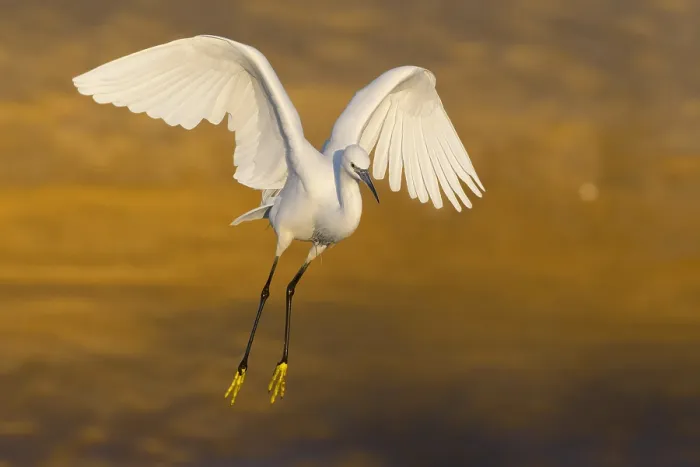 Framed Print : Garzetta (Egretta garzetta), adult in flight