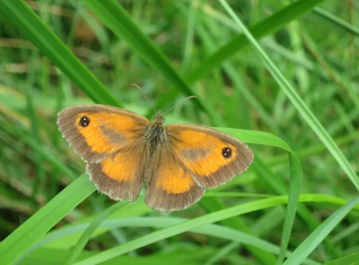 Framed Print : Gatekeeper, Pyronia tithonus
