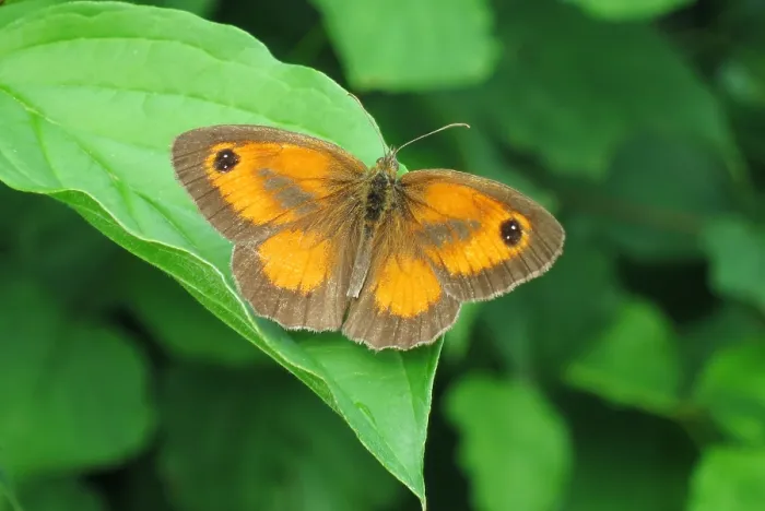 Framed Print : Gatekeeper, Pyronia tithonus Framed Print : Gatekeeper, Pyronia tithonus