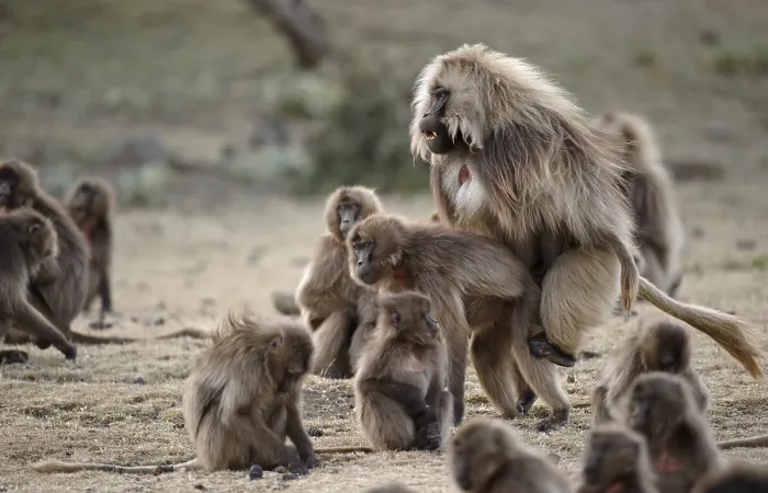Framed Print : Gelada, Gelada, Theropithecus gelada