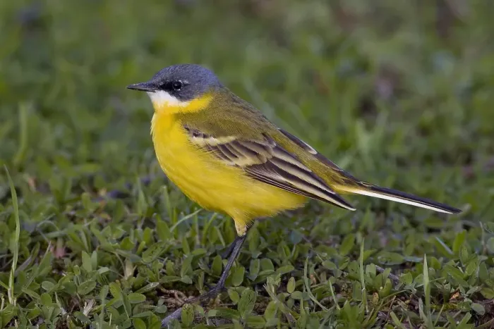 Framed Print : Gele Kwikstaart, Yellow Wagtail, Motacilla flava