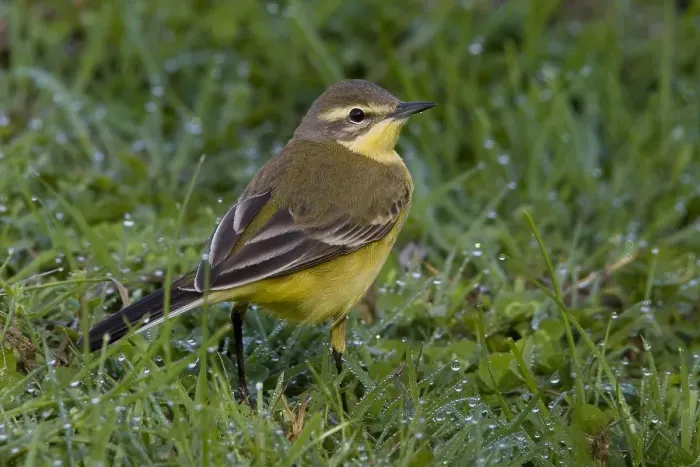 Framed Print : Gele Kwikstaart, Yellow Wagtail, Motacilla flava Framed Print : Gele Kwikstaart, Yellow Wagtail, Motacilla flava