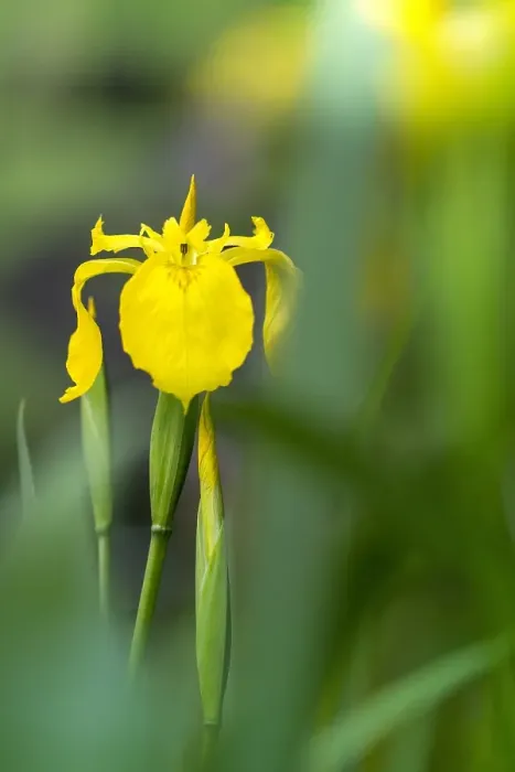 Framed Print : Gele lis, Yellow iris, Iris pseudacorus