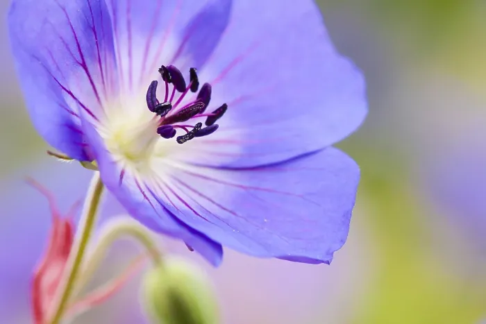 Framed Print : Geranium Jolly Bee