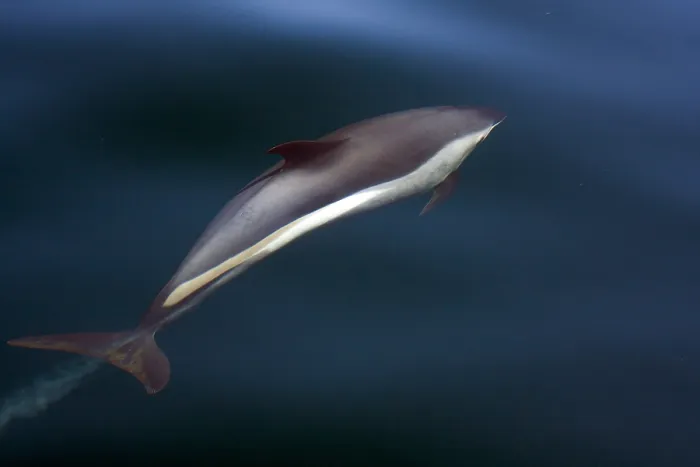 Framed Print : Gestreepte Dolfijn, Striped Dolphin, Stenella coeruleoalba